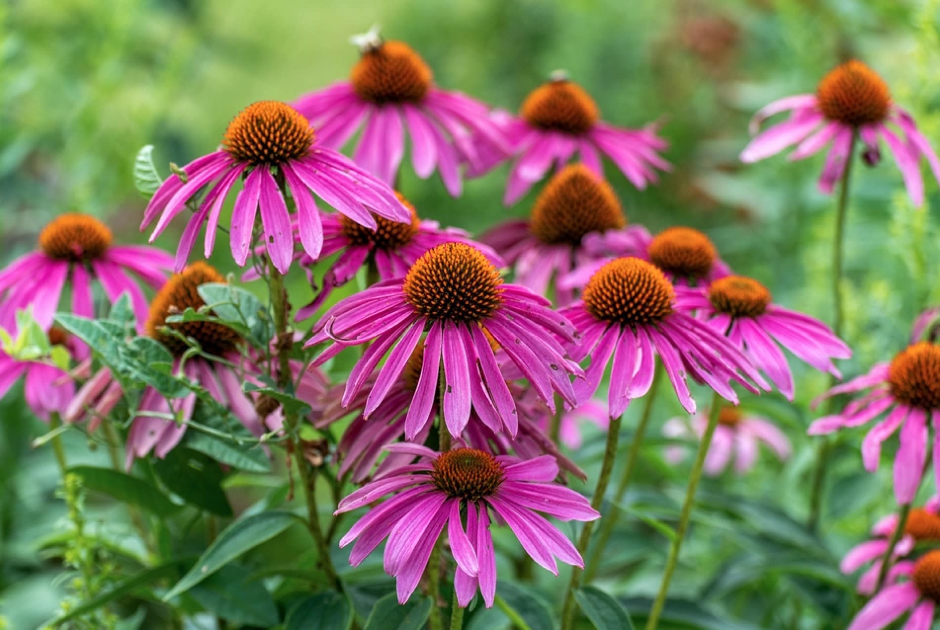 Pink Coneflowers