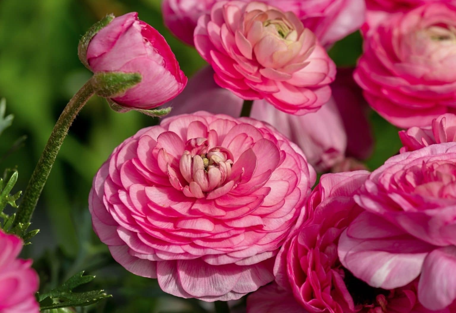 When to Plant Ranunculus Bulbs Quick Planting Guide GFL Outdoors