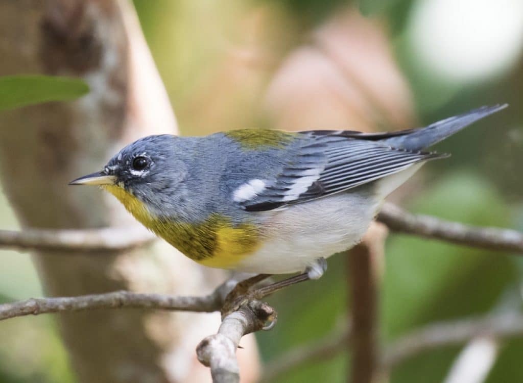 Setophaga americana