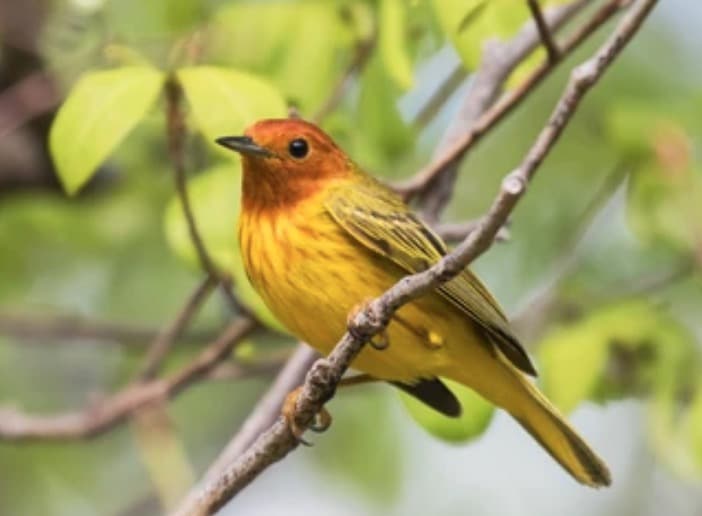 Yellow Warbler*
(Setophaga petechia)