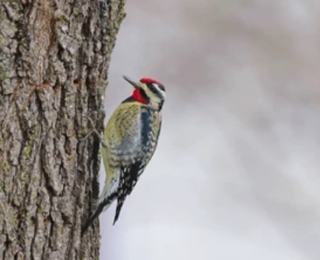 Sphyrapicus varius