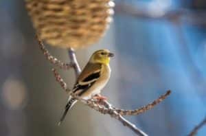 American Goldfinch (Spinus tristis)