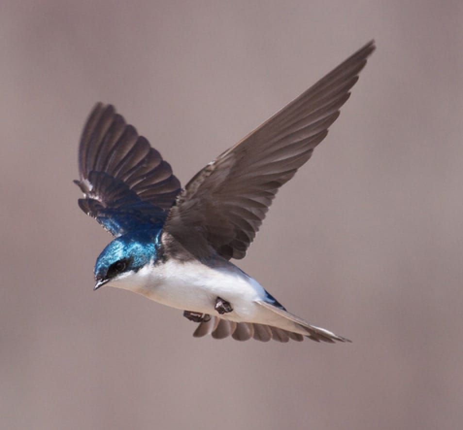 Tree Swallow (Tachycineta bicolor)