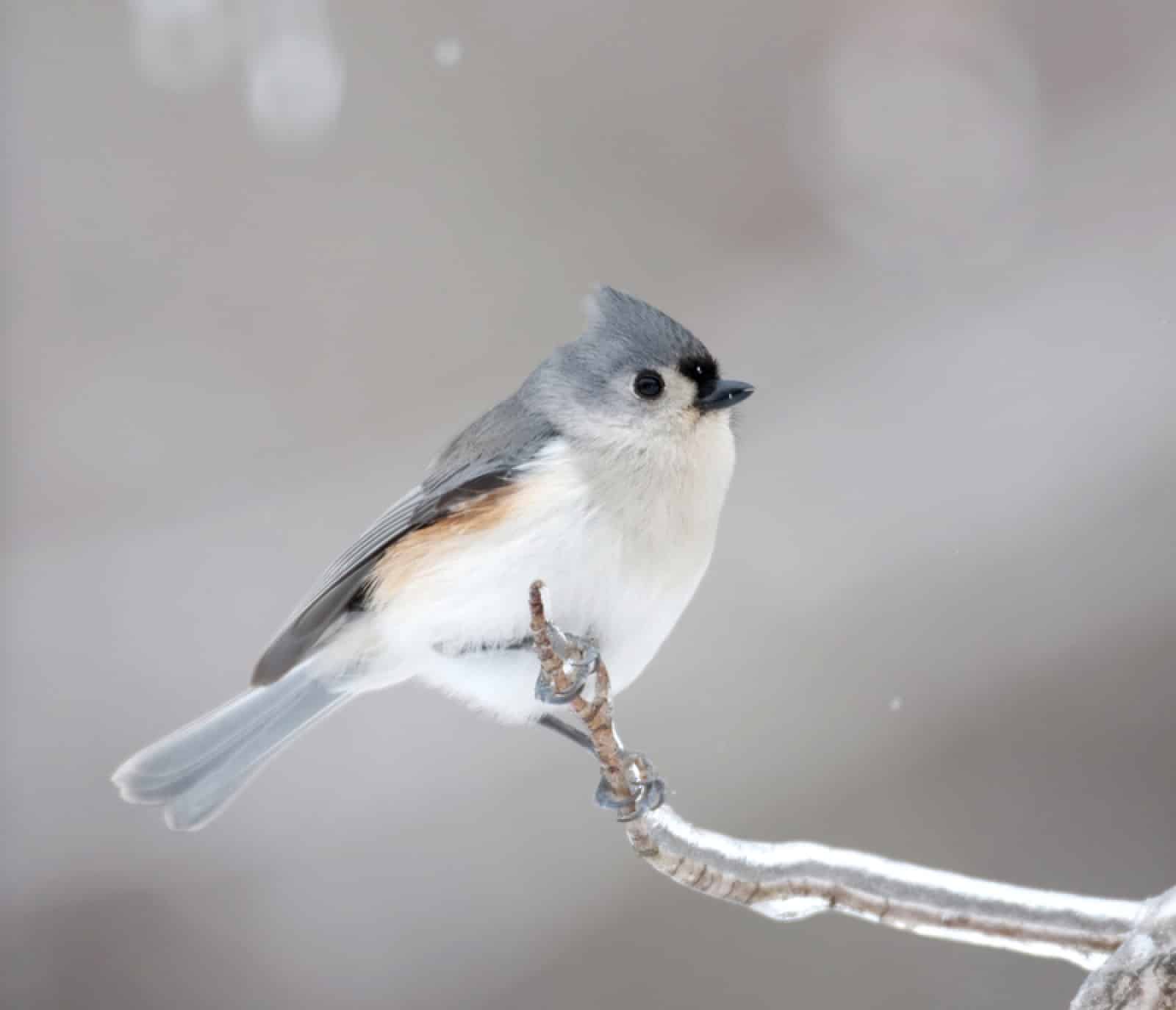 Tufted Titmouse (Baeolophus bicolor)