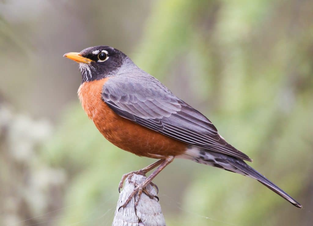 American Robin (Turdus migratorius)