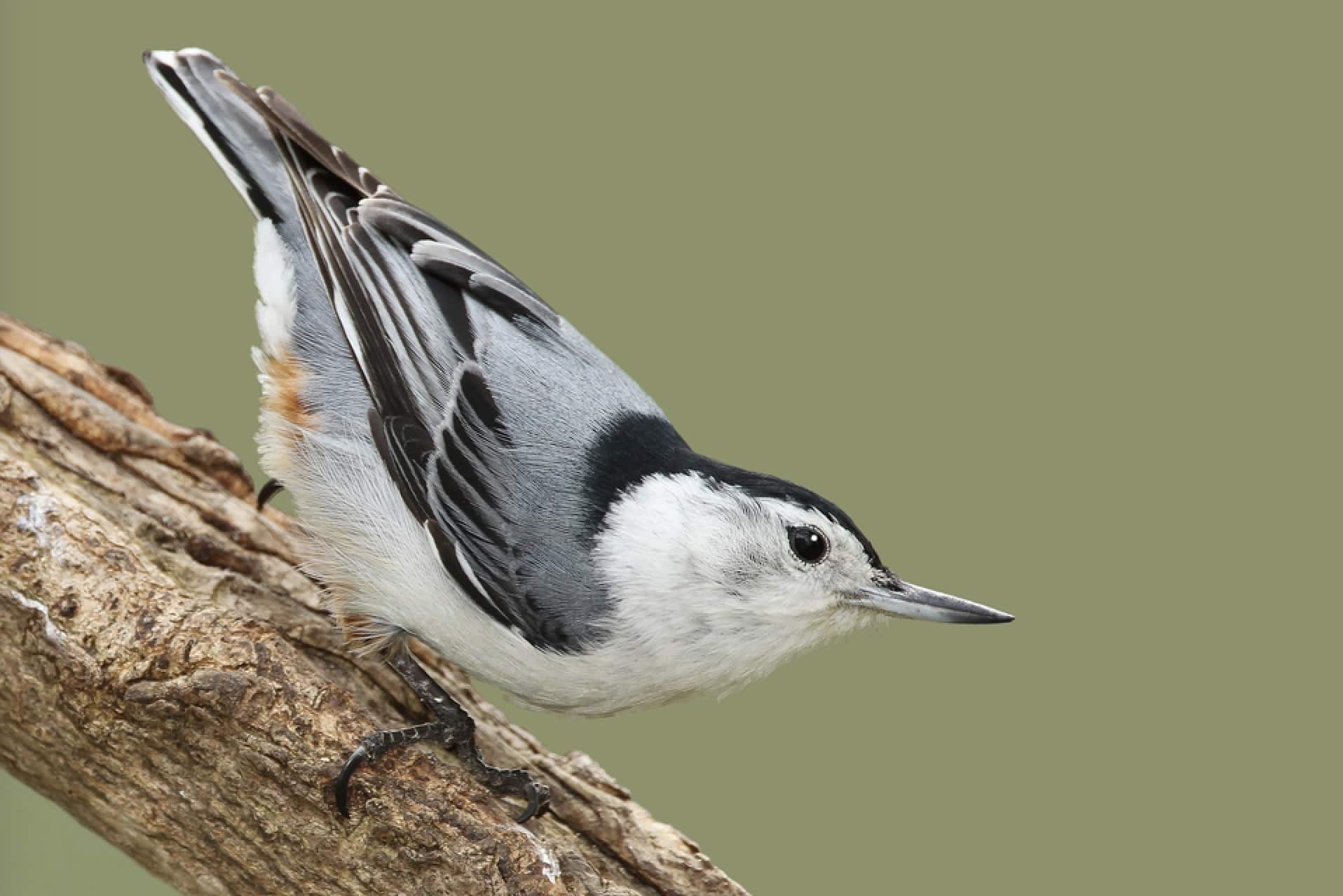 White-breasted Nuthatch (Sitta carolinensis)