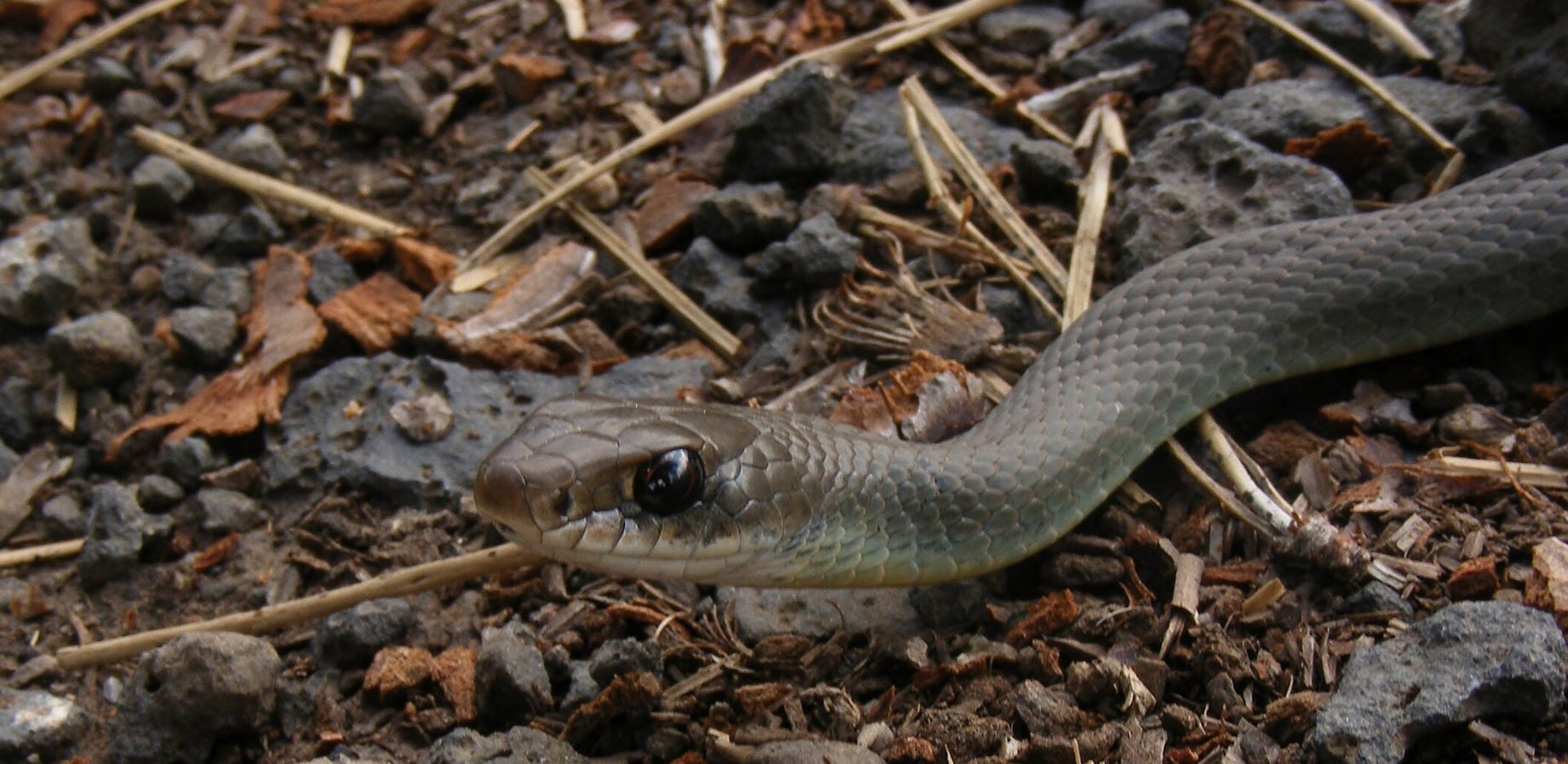 Black Racer on Leaves