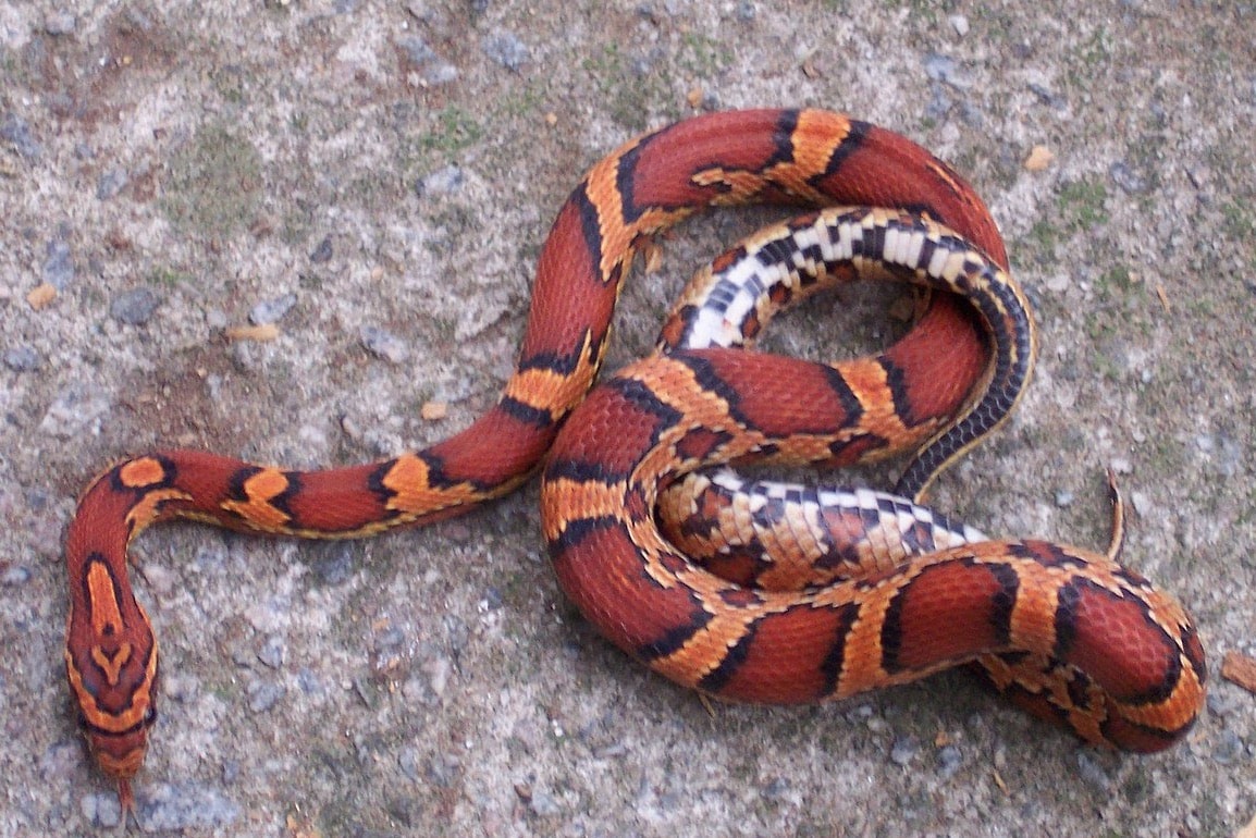 Corn Snake on Concrete