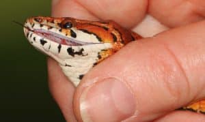 Corn Snake Held in Hand