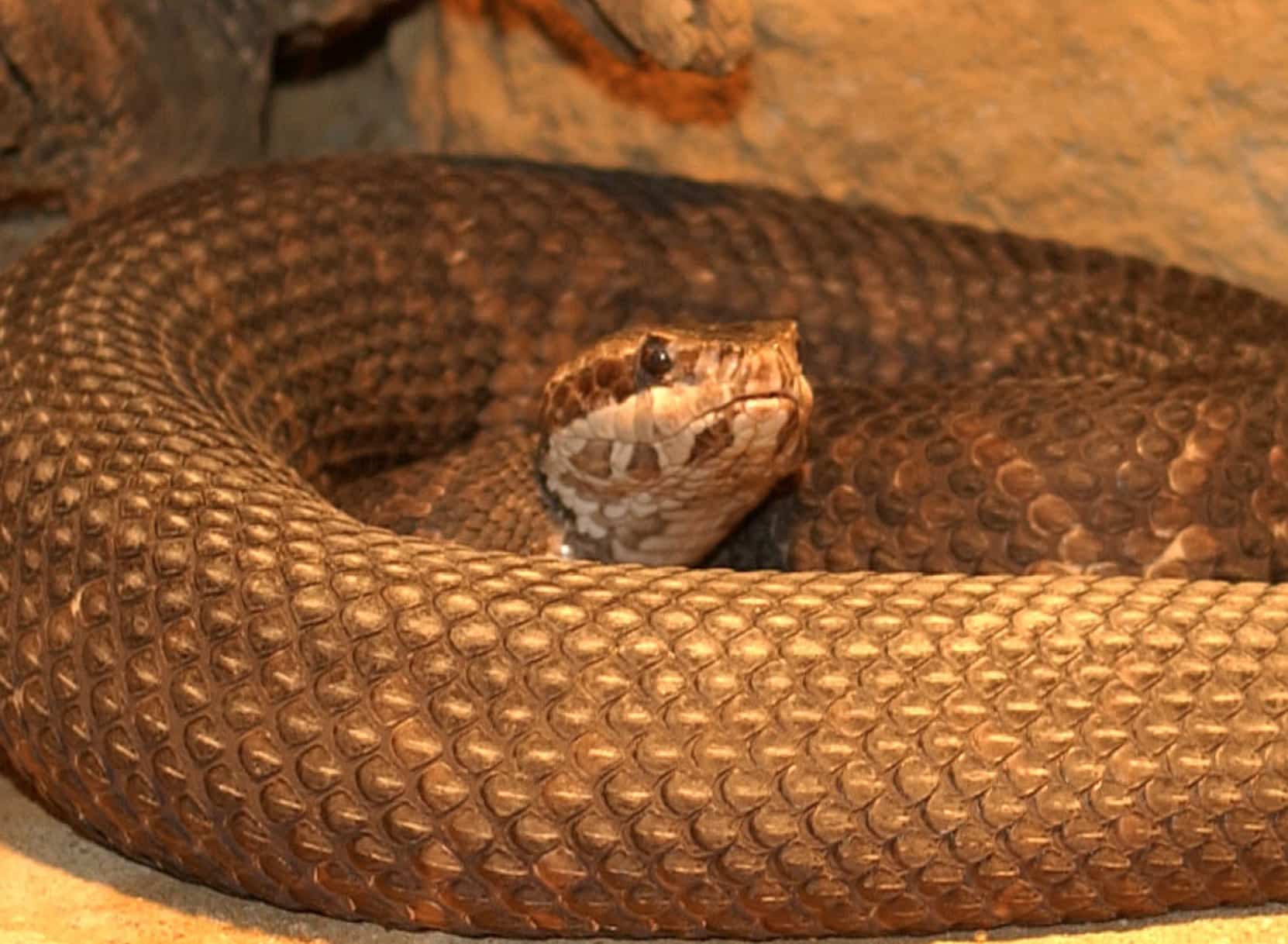 Florida Cottonmouth