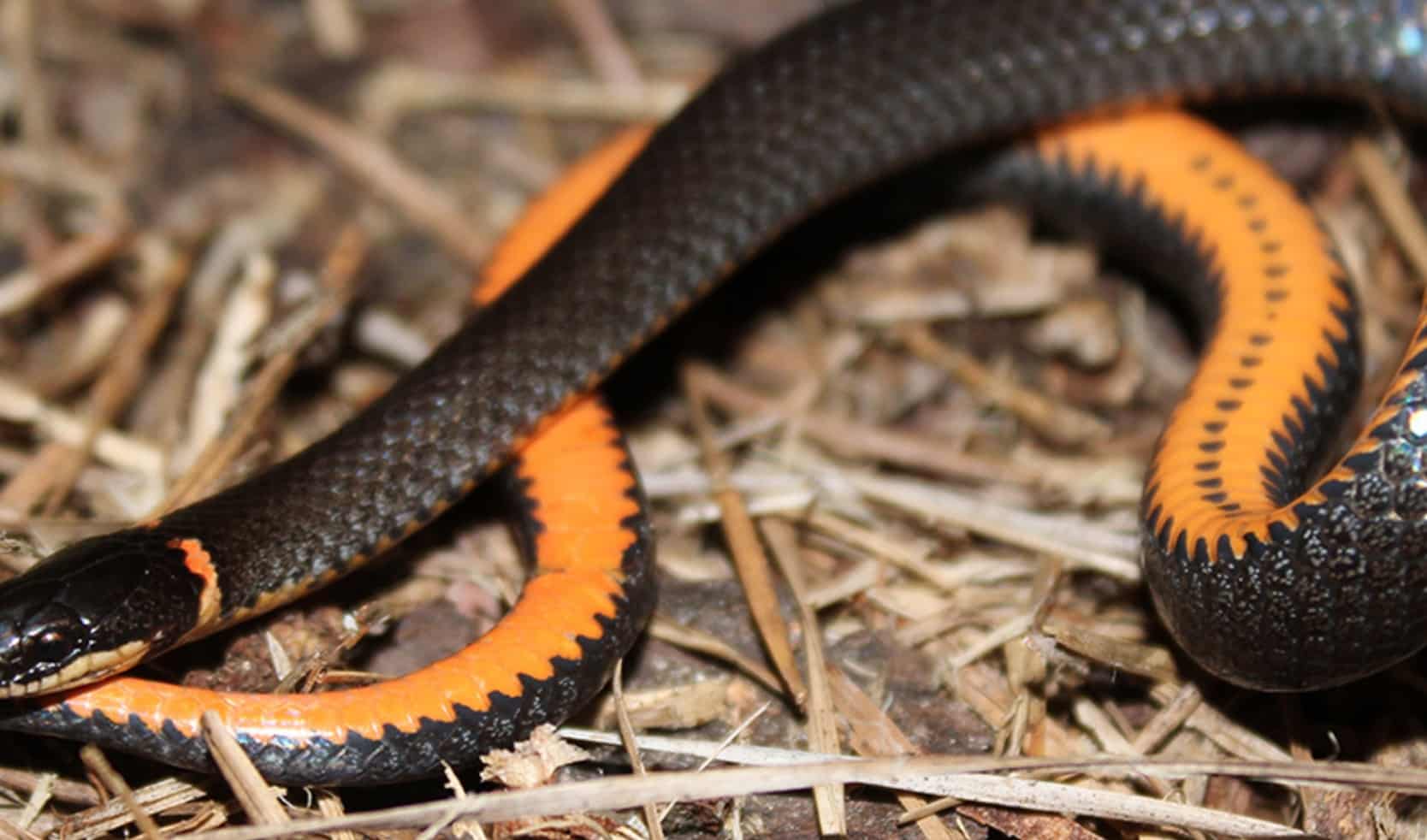 Southern Ringneck Snake in straw
