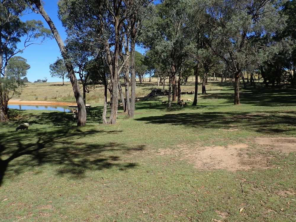 grass growing under tree
