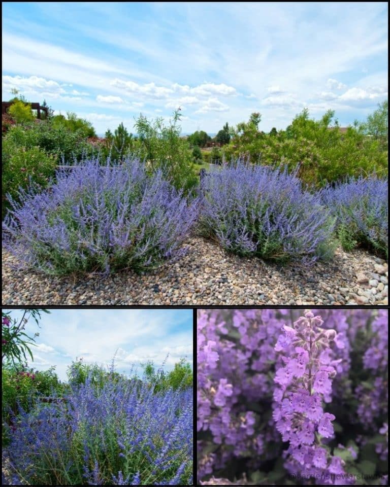 30 Beautiful Plants That Deer and Rabbits Absolutely Hate - GFL Outdoors