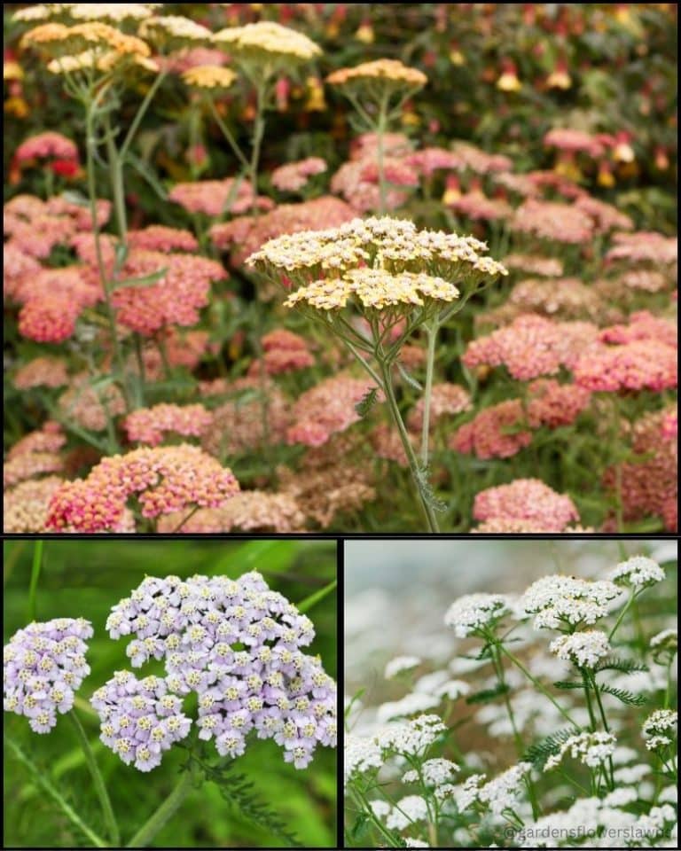 31 Plants That'll Keep Rabbits Out of Your Yard - GFL Outdoors