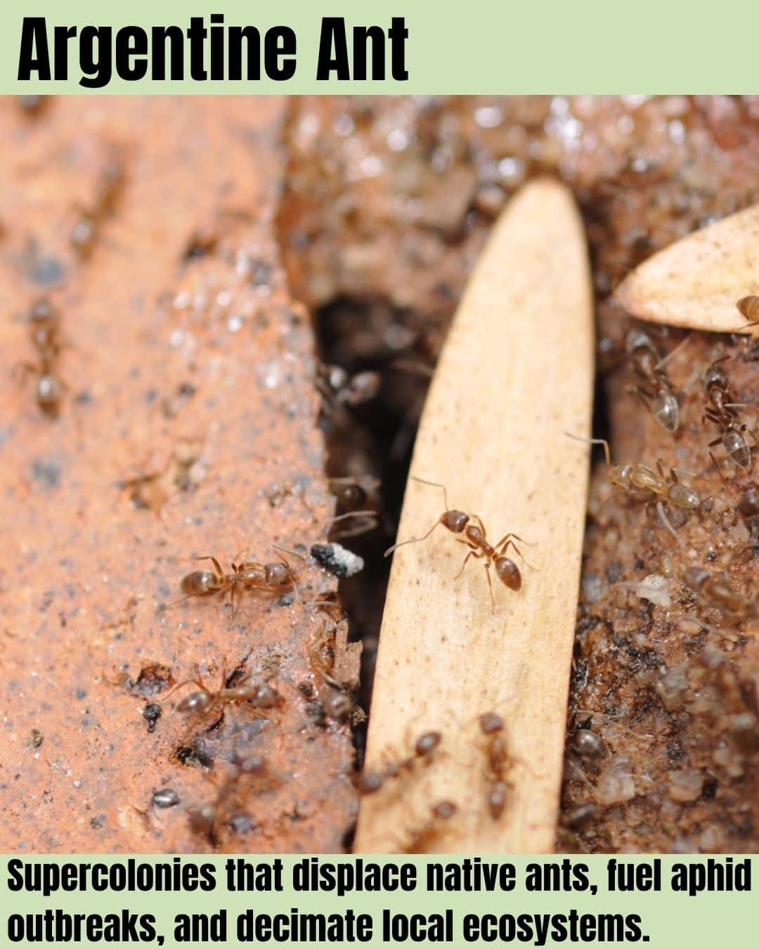 Invasive American Insect Most Wanted: 25 Invasive Bugs, Animals, and Fish That Can Wreck Your ...