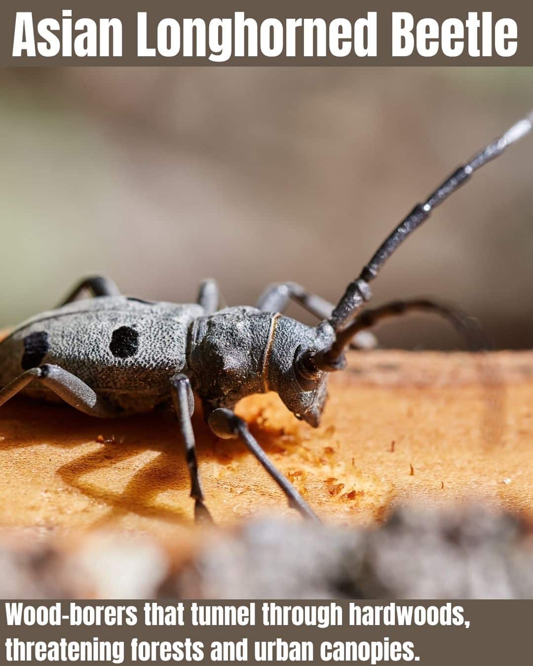 Invasive Bug Types Most Wanted: 25 Invasive Bugs, Animals, and Fish That Can Wreck Your ...