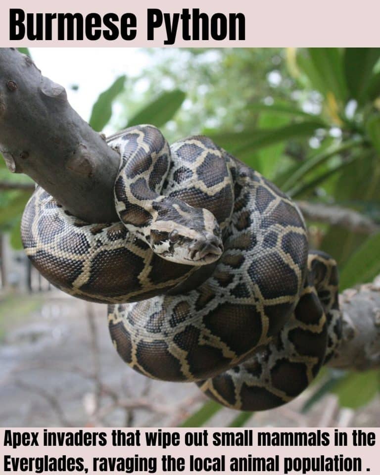 Most Wanted: 25 Invasive Bugs, Animals, and Fish That Can Wreck Your ...