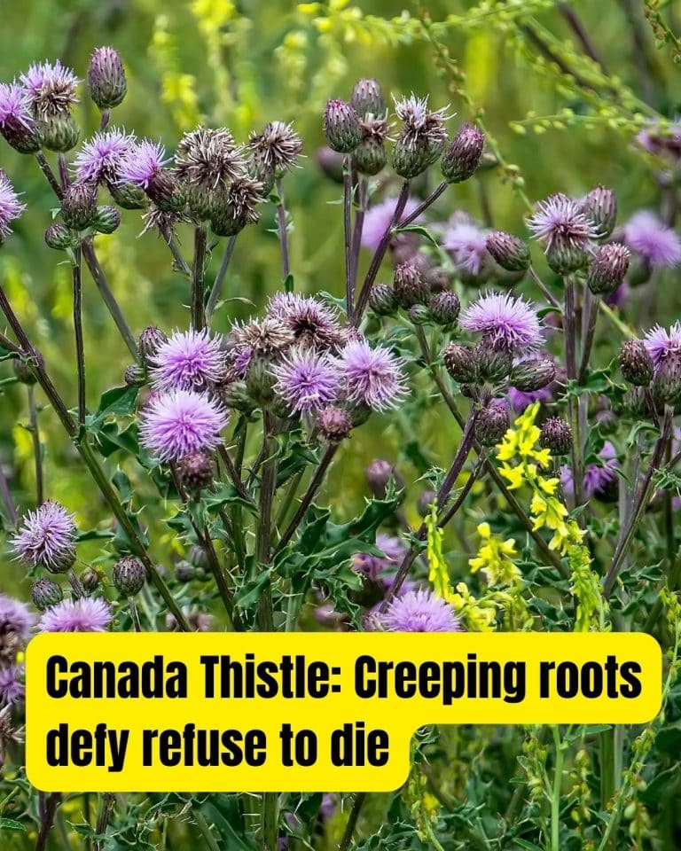 Nature’s Most Wanted: 25 Invasive Plant Species that Can Wreck Your ...