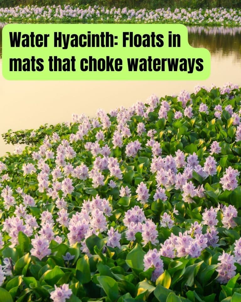 Nature’s Most Wanted: 25 Invasive Plant Species that Can Wreck Your ...