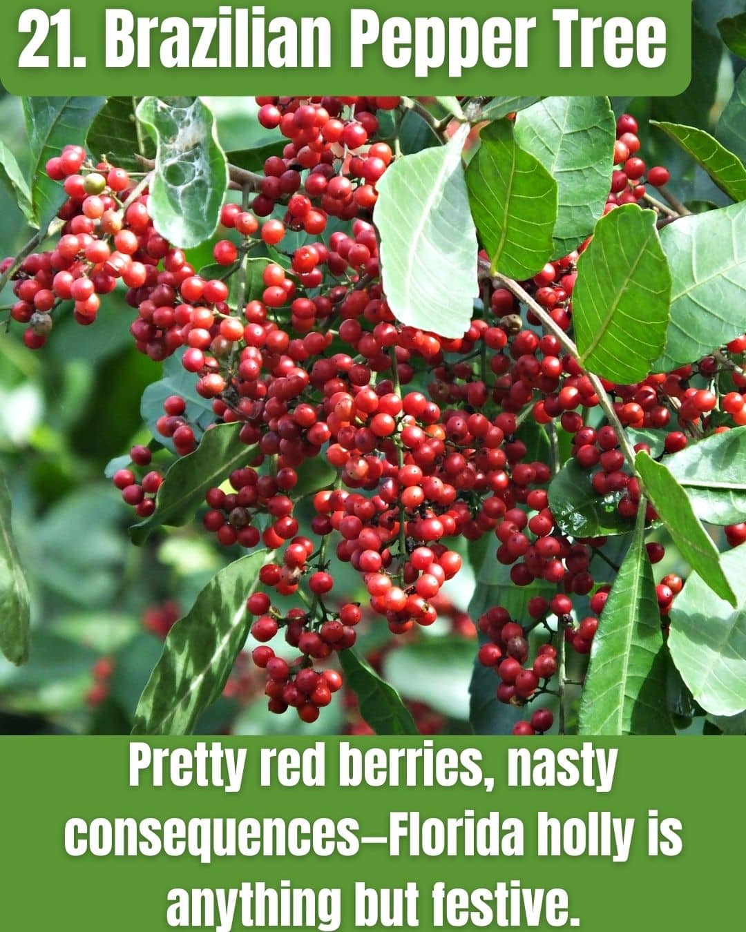 Pepper Tree Invasive Florida’s Most Wanted: The Invaders Taking Over the Sunshine State ...
