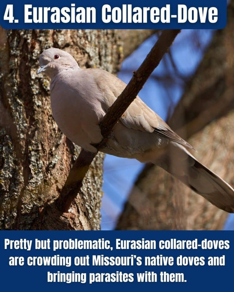 Eurasian Collared-Dove