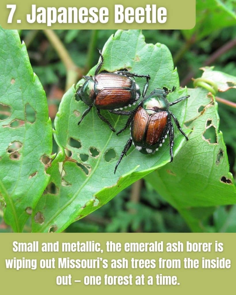 Japanese Beetle