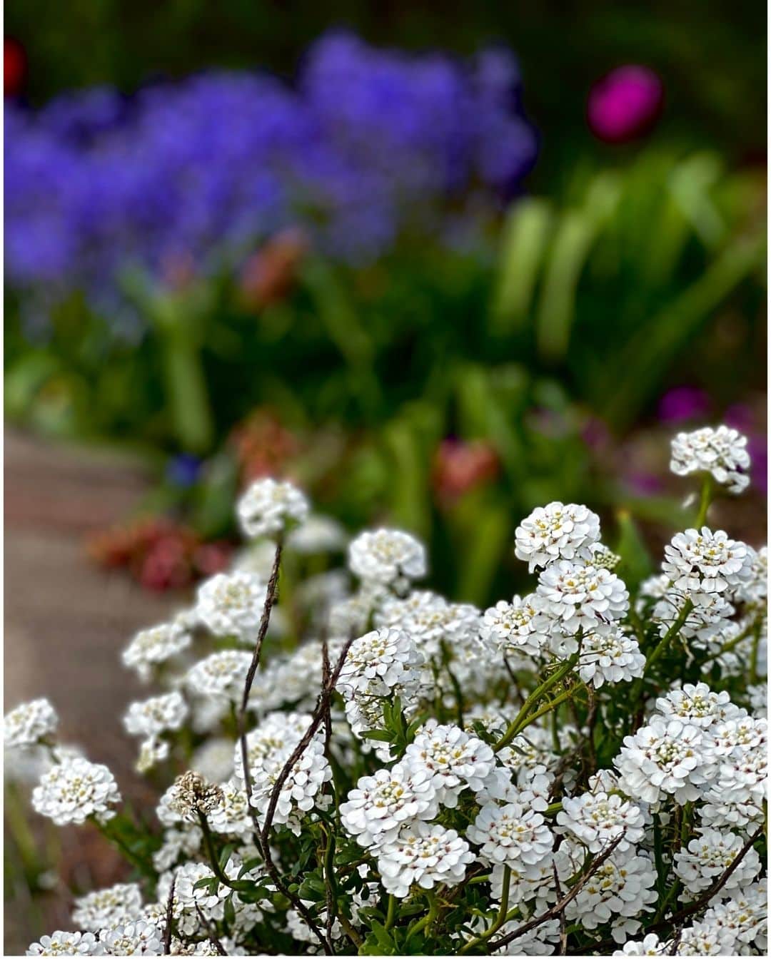 White candytuft flowers spreading across a sunny garden bed