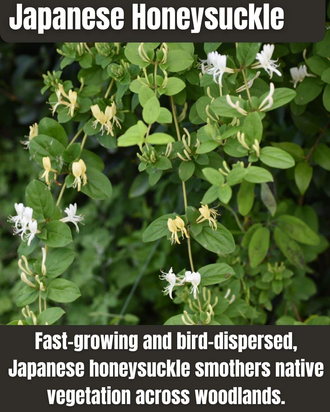 Georgia Invasive Insect Watch Out, Georgia! These 25 Invasive Species Are Taking Over—And They ...