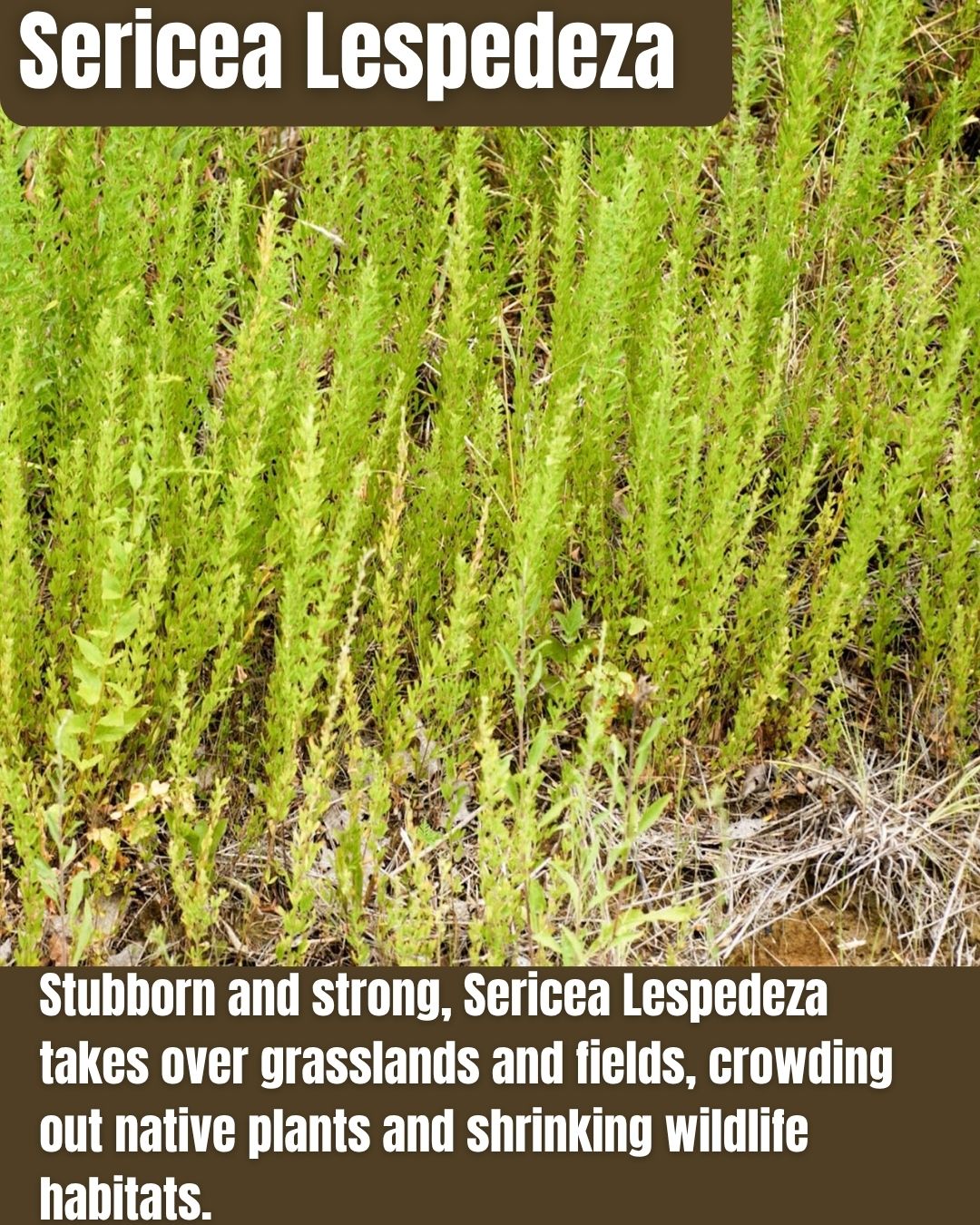 Watch Out, Georgia! These 25 Invasive Species Are Taking Over—And They