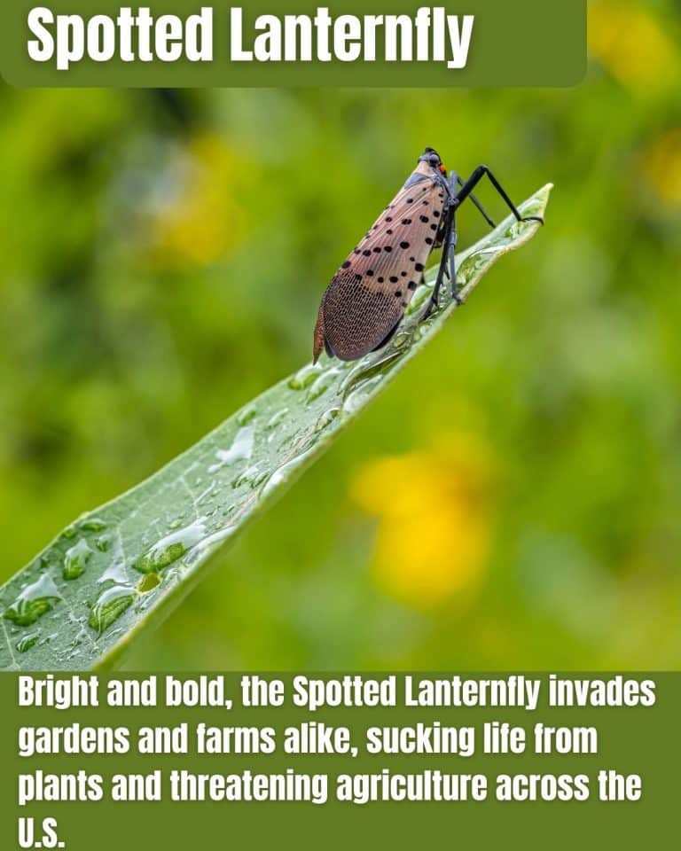 Georgia Invasive Insect Watch Out, Georgia! These 25 Invasive Species Are Taking Over—And They ...