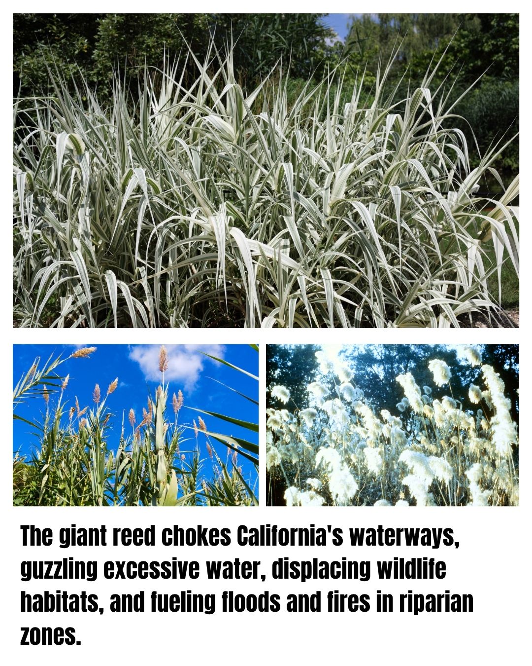 California’s Top 25 Invasive Species You Need to Know – GFL Outdoors