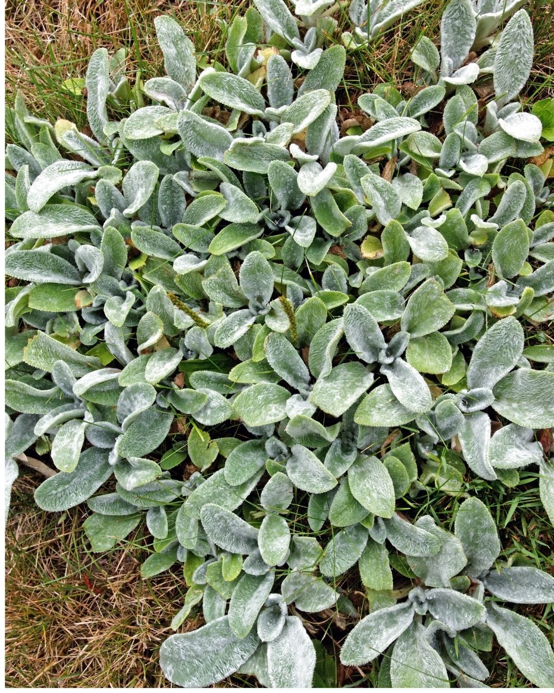 Lamb’s ear (Stachys byzantina) fuzzy leaves
