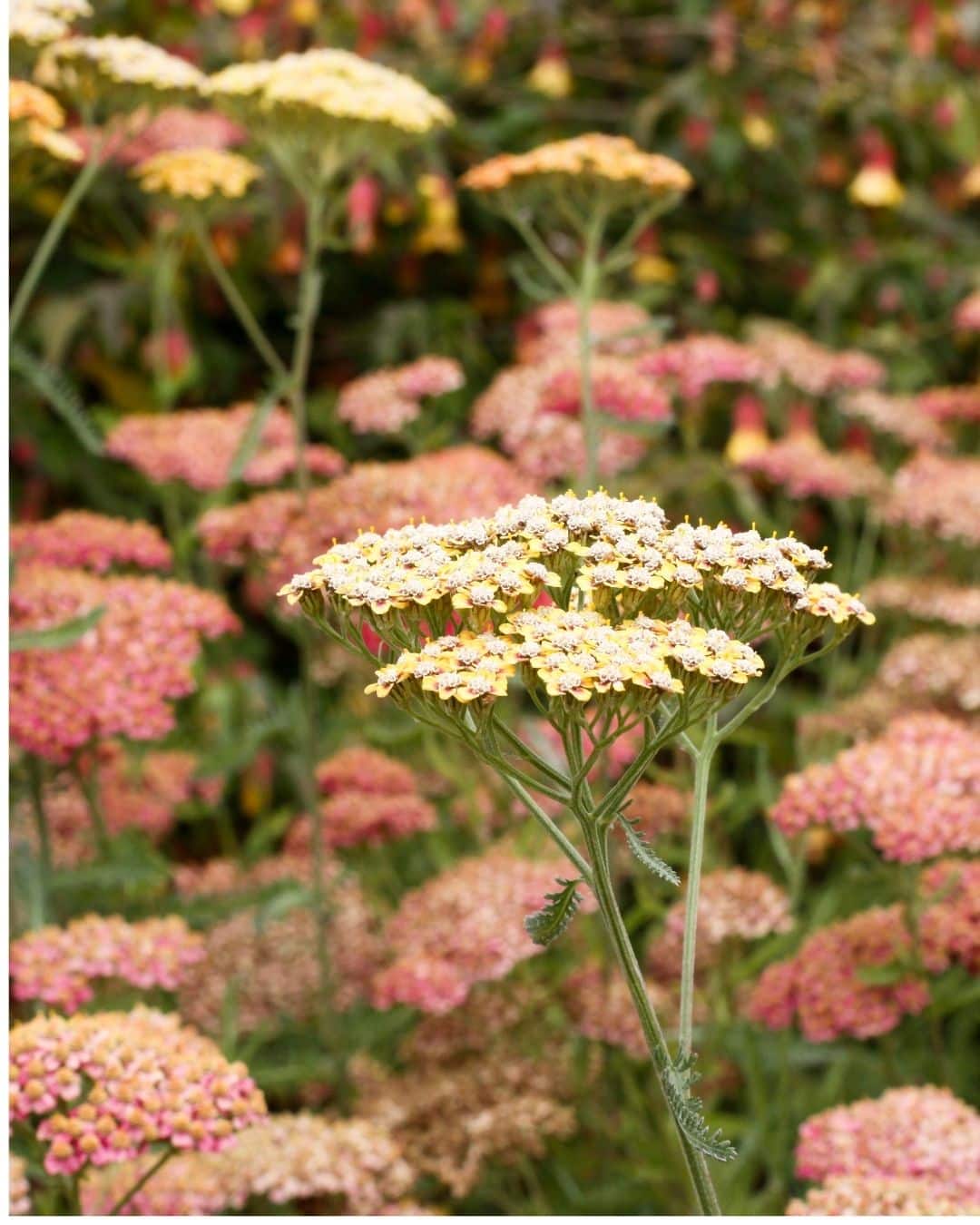 Yarrow (Achillea millefolium)