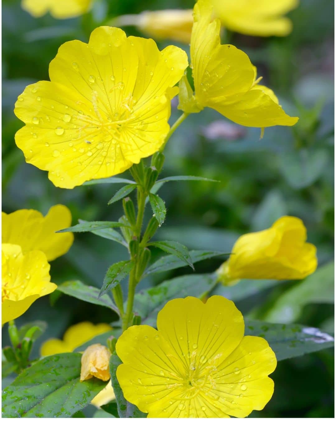 Evening primrose (Oenothera biennis) blooms
