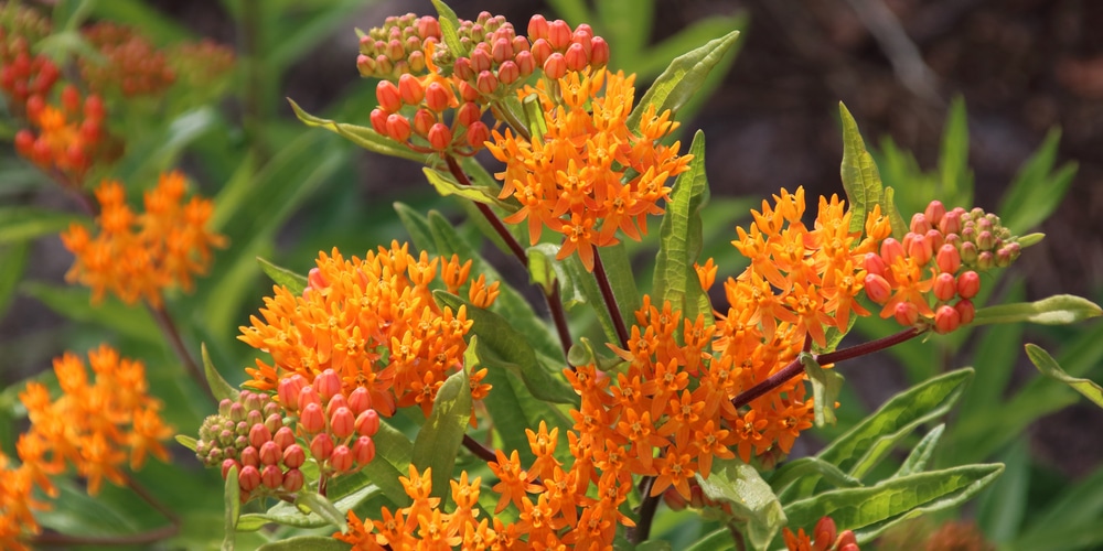 Milkweed (Asclepias)