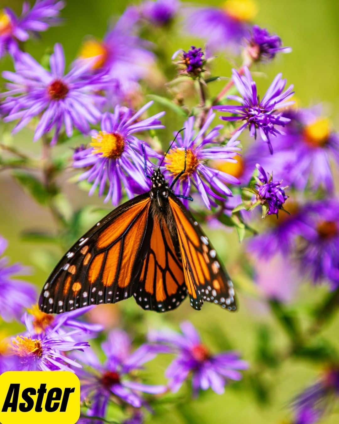 New England aster blooms