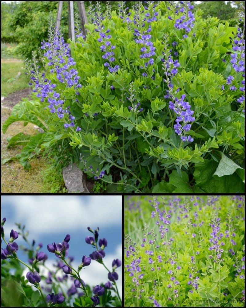 False indigo (Baptisia)