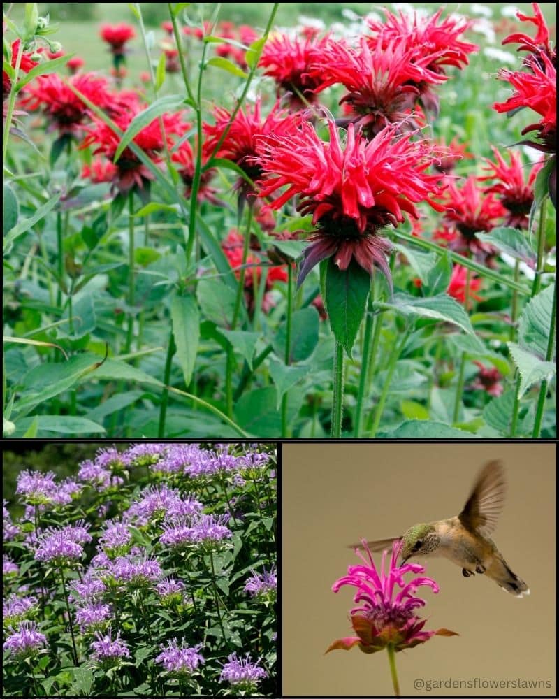 Bee balm (Monarda didyma)