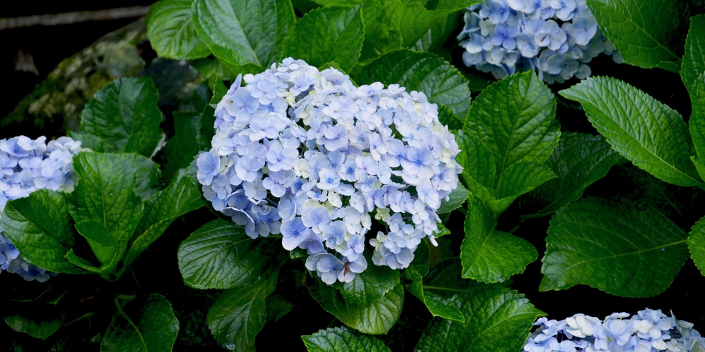 Bigleaf hydrangea (Hydrangea macrophylla) in bloom