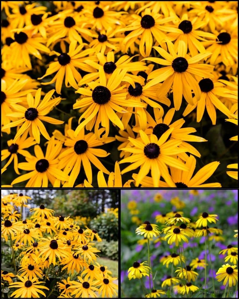 Black-Eyed Susan (Rudbeckia) flowers