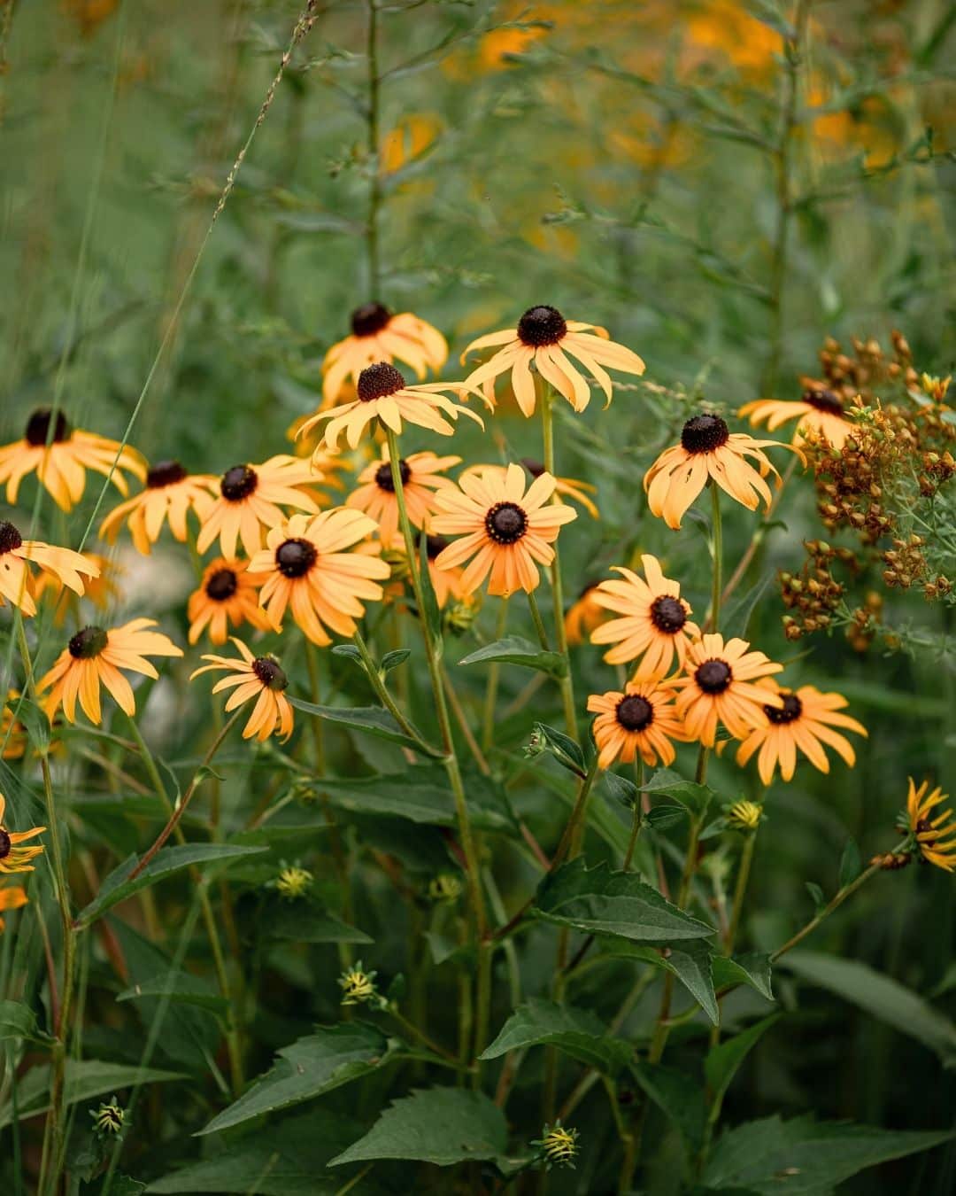 Black-eyed Susan flowers