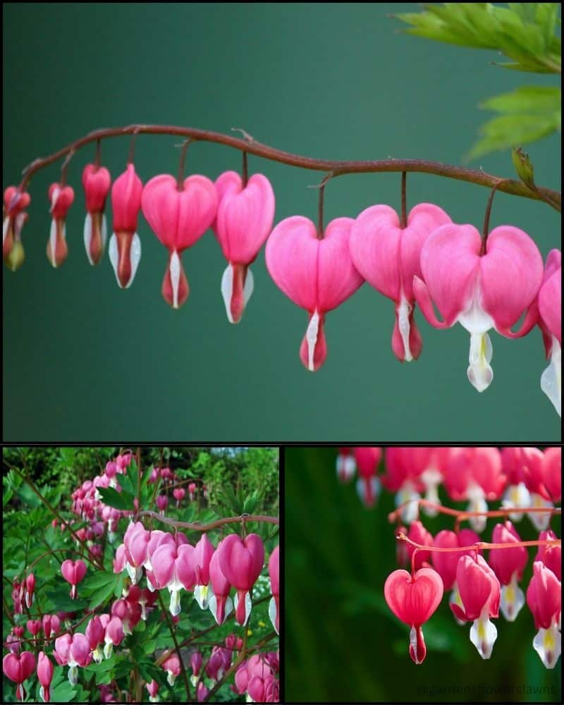 Bleeding heart flowers
