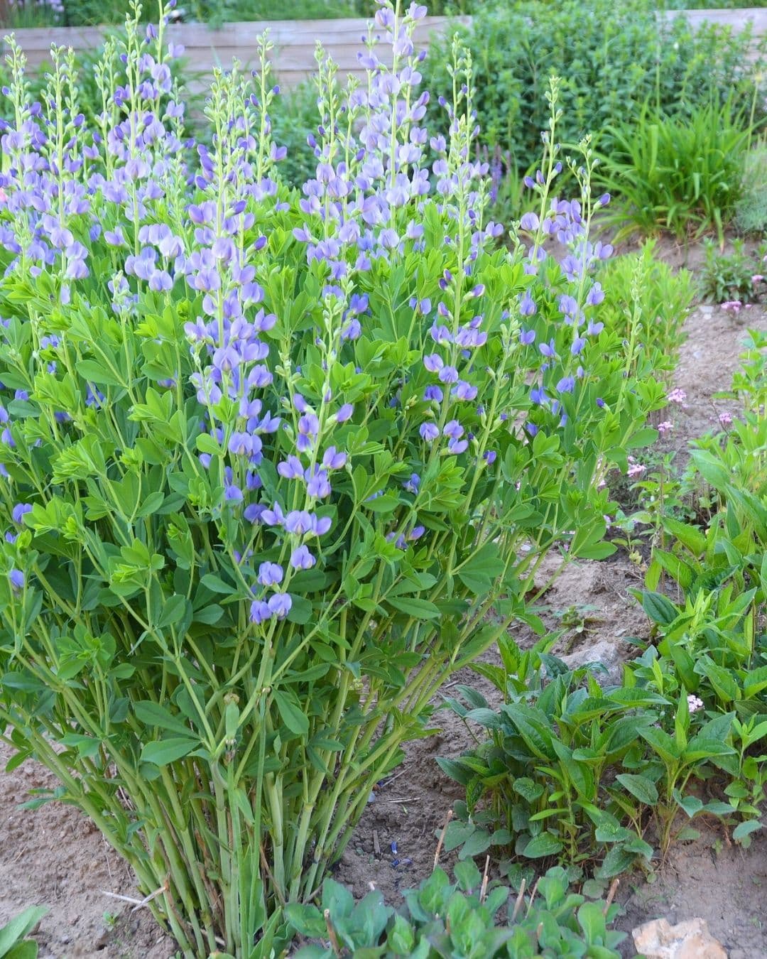 False indigo (Baptisia)