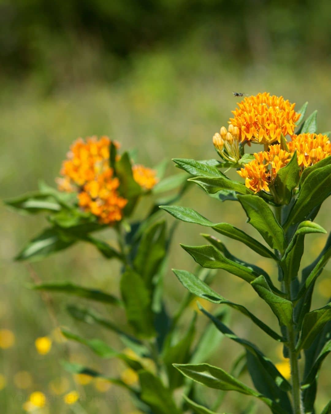 Butterfly weed (Asclepias tuberosa)