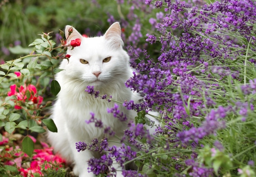 Lavender in a garden setting
