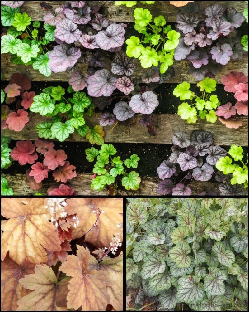 Coral bells (Heuchera) foliage