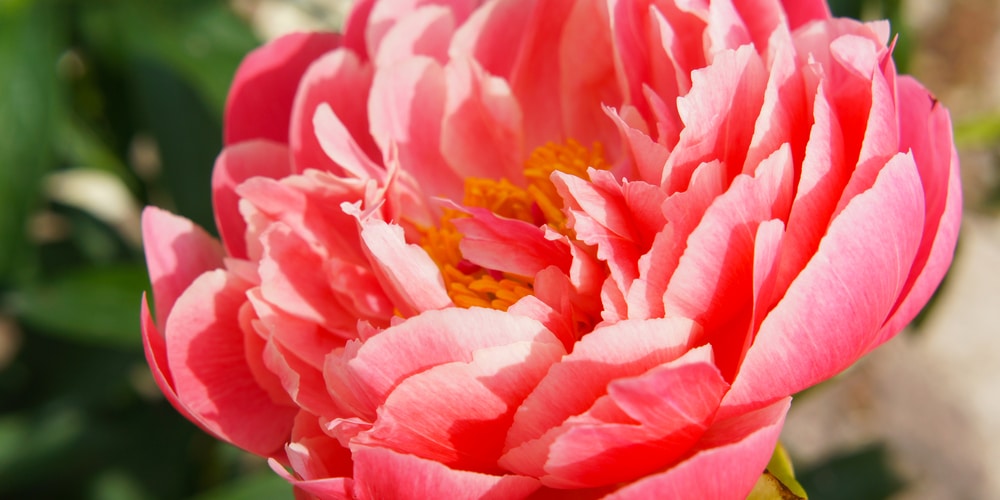 Peony (Paeonia) bloom