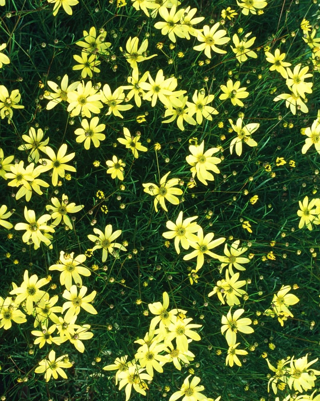 Threadleaf coreopsis (Coreopsis verticillata) blooms