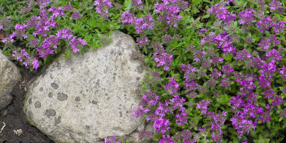 Creeping thyme (Thymus serpyllum)