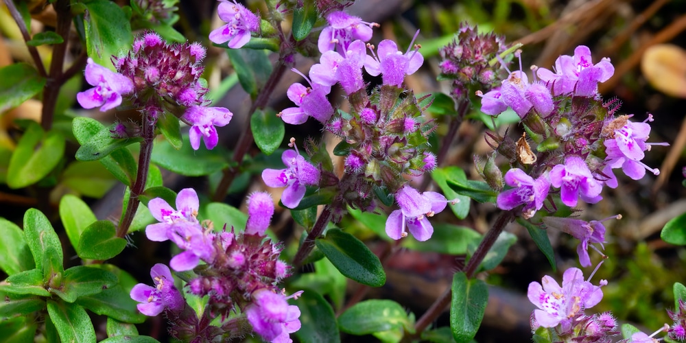 Creeping thyme (Thymus serpyllum)